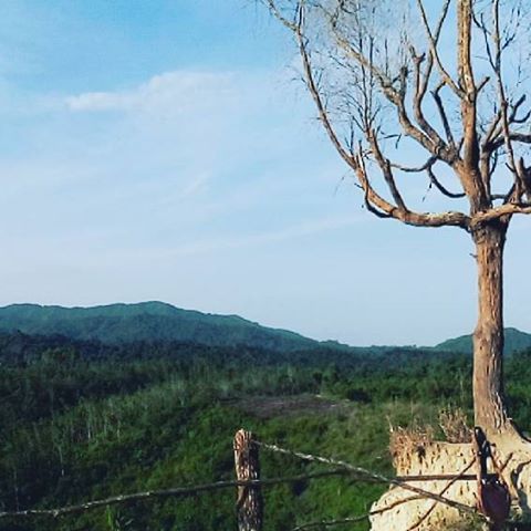 Pohon Jomblo
